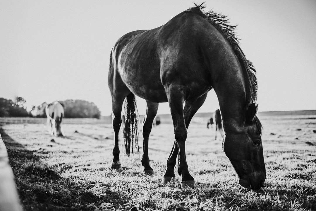 Foto en escala de grises de caballo comiendo hierba rompecabezas en línea