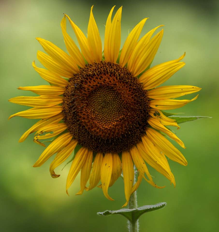 žlutá slunečnice v květu během dne skládačky online
