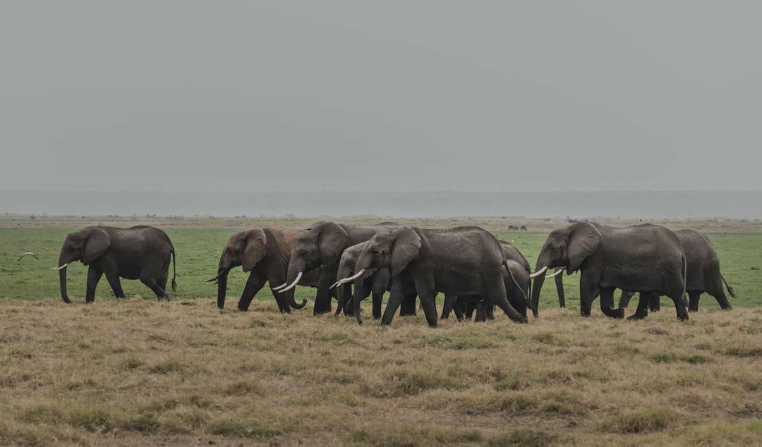 слоны на зеленой траве в дневное время онлайн-пазл