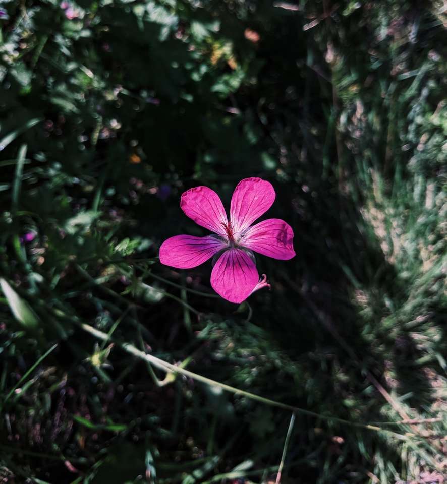 närbild foto av lila blomma Pussel online