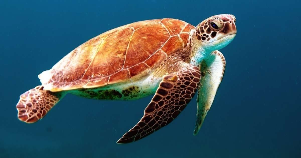 Sköldpadda pussel på nätet