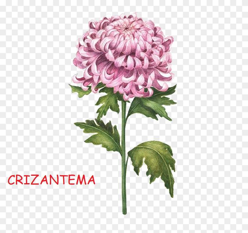 Puzzle Crizantema skládačky online