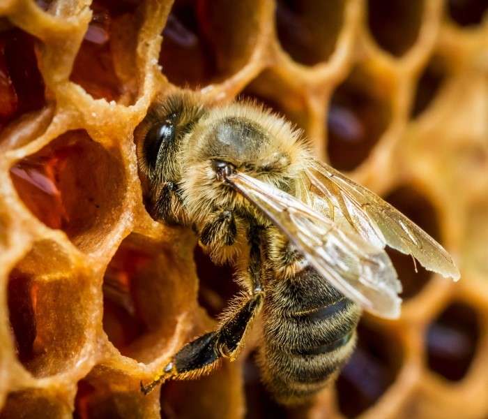 Biene und Wabe Online-Puzzle