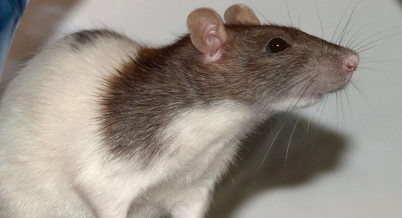 Rat Rat Rat puzzle en ligne