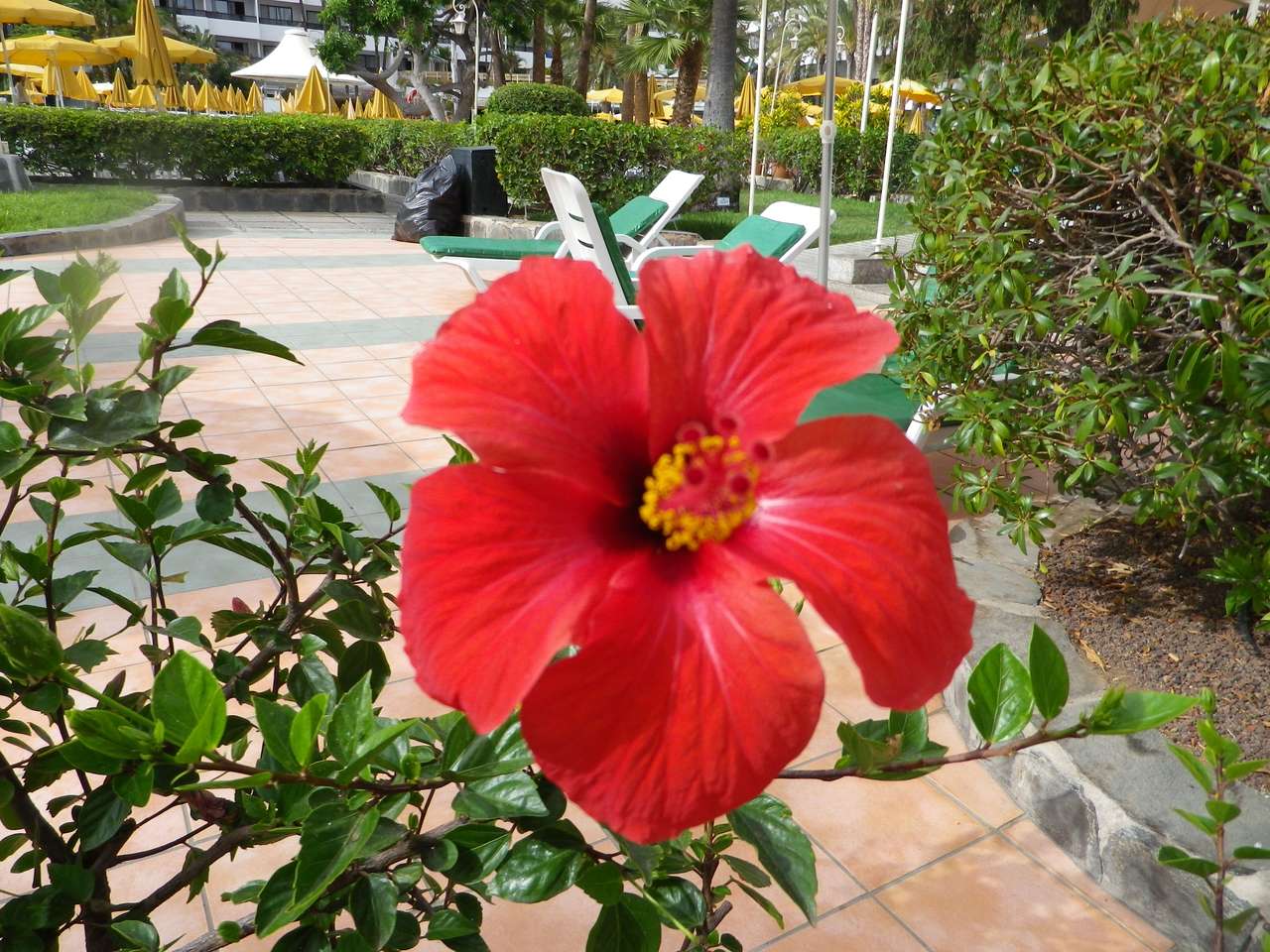 Κόκκινο για ένα όμορφο λουλούδι παζλ online
