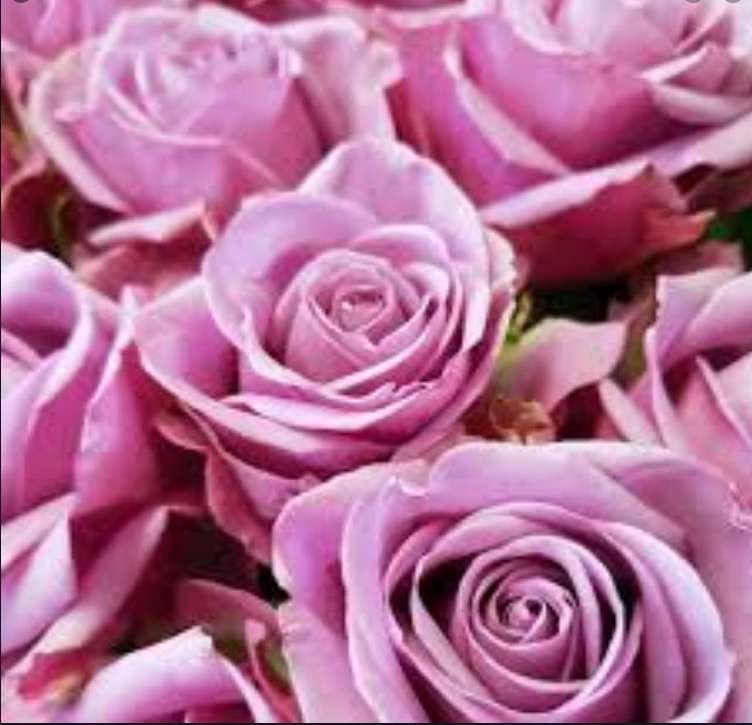 obrázek krásné  růžové růže Puzzlespiel online