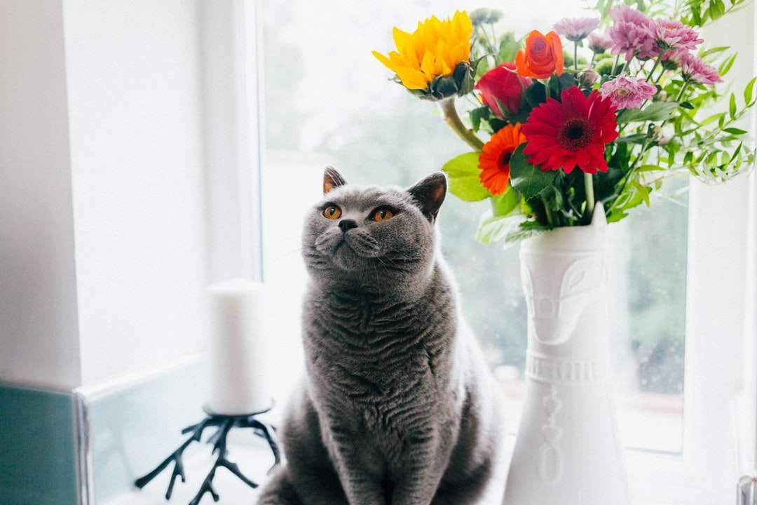 Ρωσική μπλε γάτα που στέκεται κοντά σε κεραμικό βάζο παζλ online