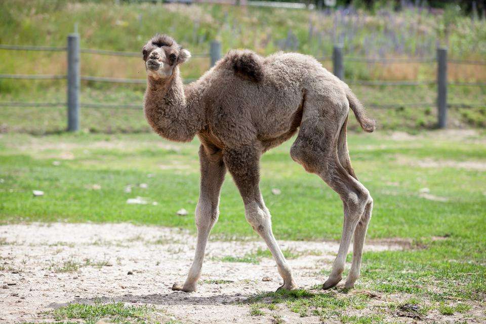 En nyfiken kamel Pussel online