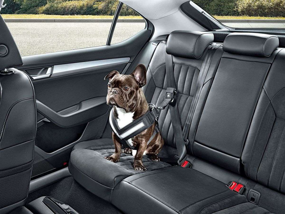 little dog in the car online puzzle