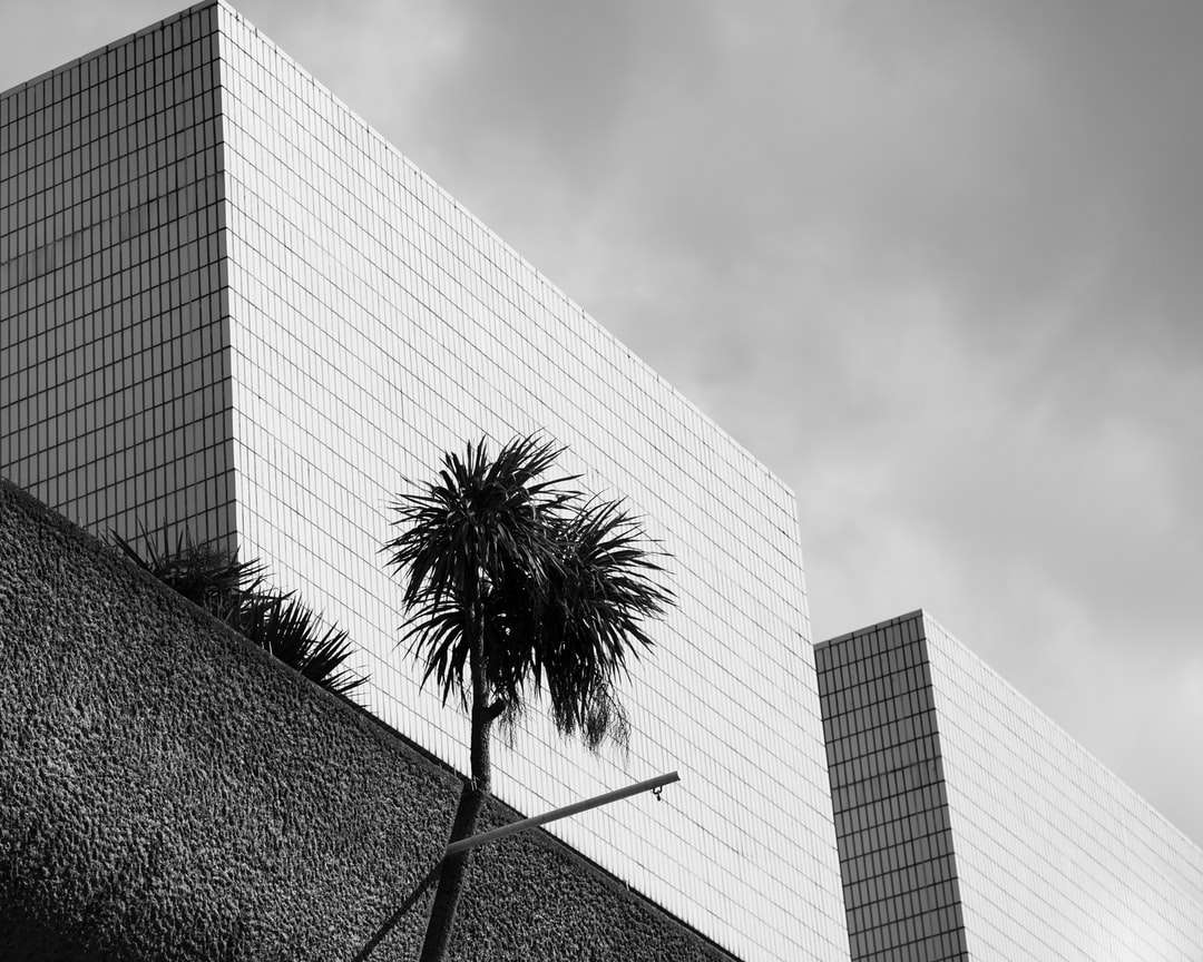 Graustufenfoto der Palme in der Nähe des Gebäudes Online-Puzzle