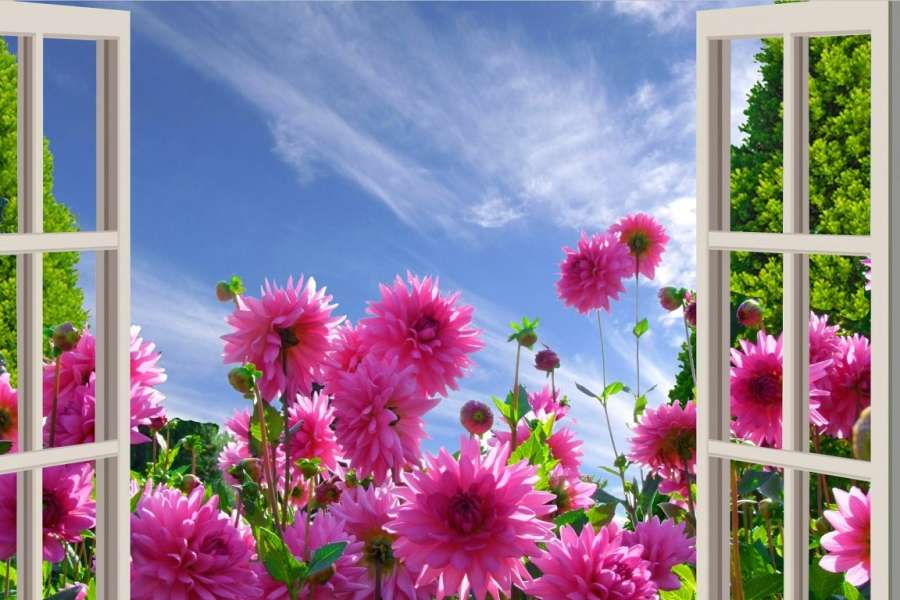 Roze dahlia's en raam online puzzel
