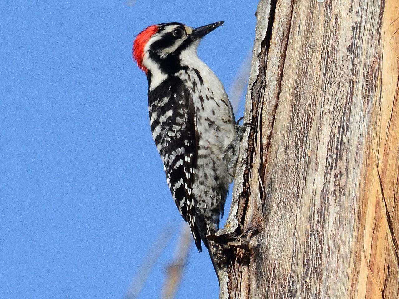 Woodpecker