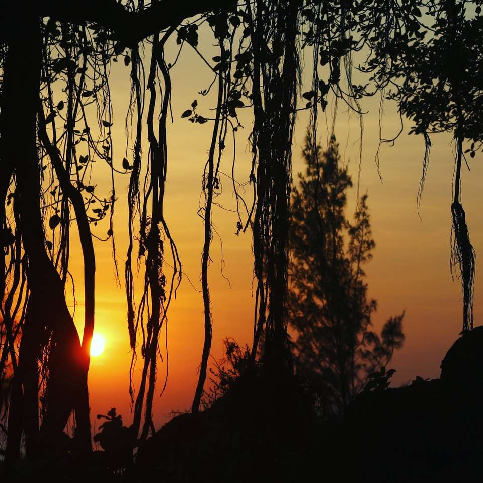 silhouet van bomen tijdens zonsondergang legpuzzel online