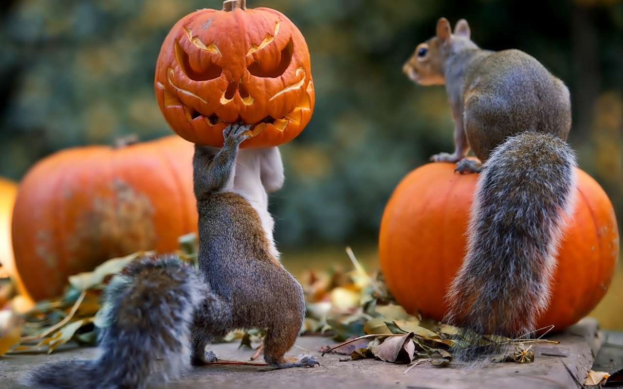 halloween eekhoorn online puzzel
