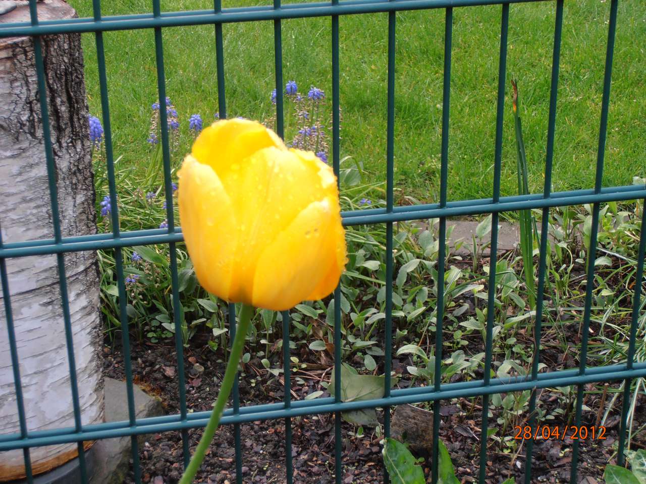 osamělý tulipán online puzzle