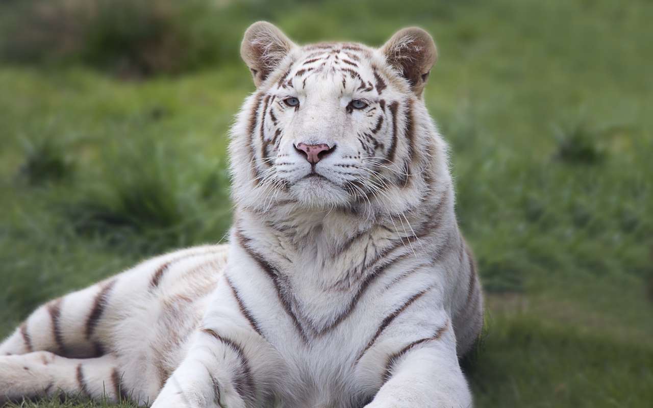 weißer Tiger Online-Puzzle