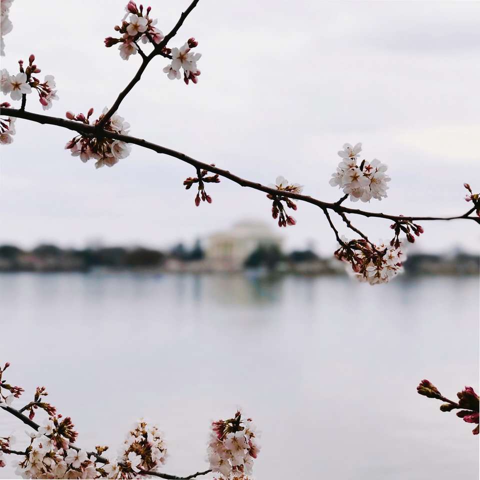 fotografía de tilt-shift del árbol de sakura rompecabezas en línea