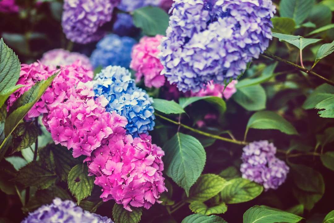 schaduw scherptediepte fotografie van hortensia's bloemen online puzzel