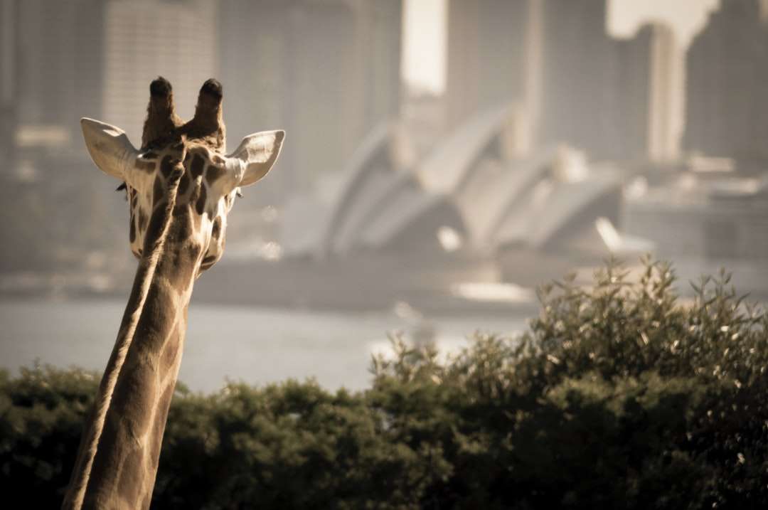 giraffe looking on opera house during daytime online puzzle