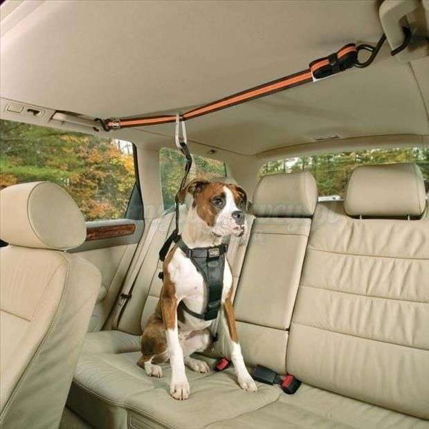 little dog in the car jigsaw puzzle online