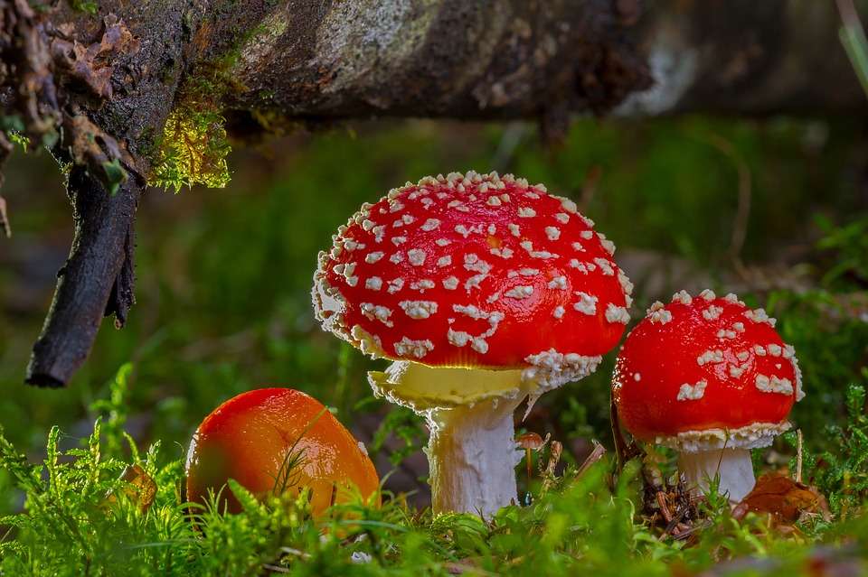 fly agarics puzzle online