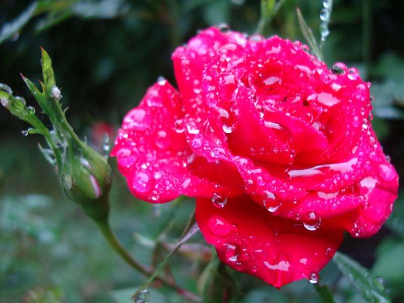 роза с роса онлайн пъзел