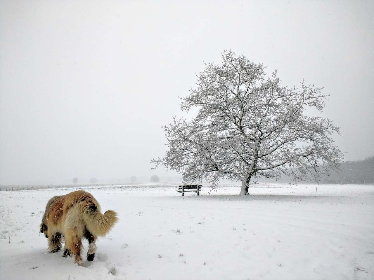 Leonberger in de sneeuw Pussel online