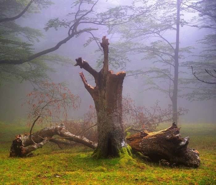Счупено дърво, мъгла онлайн пъзел