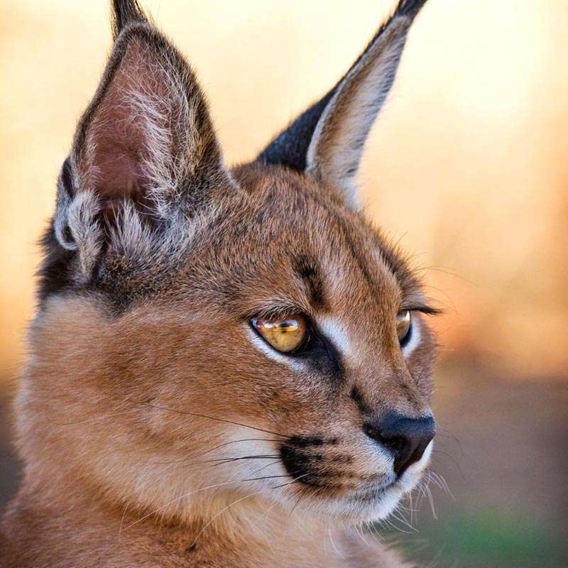 animal caracal puzzle online
