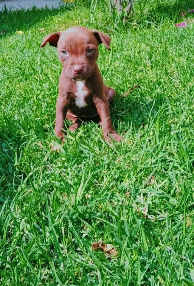 Blue nose Pitbull Jigsaw Puzzle