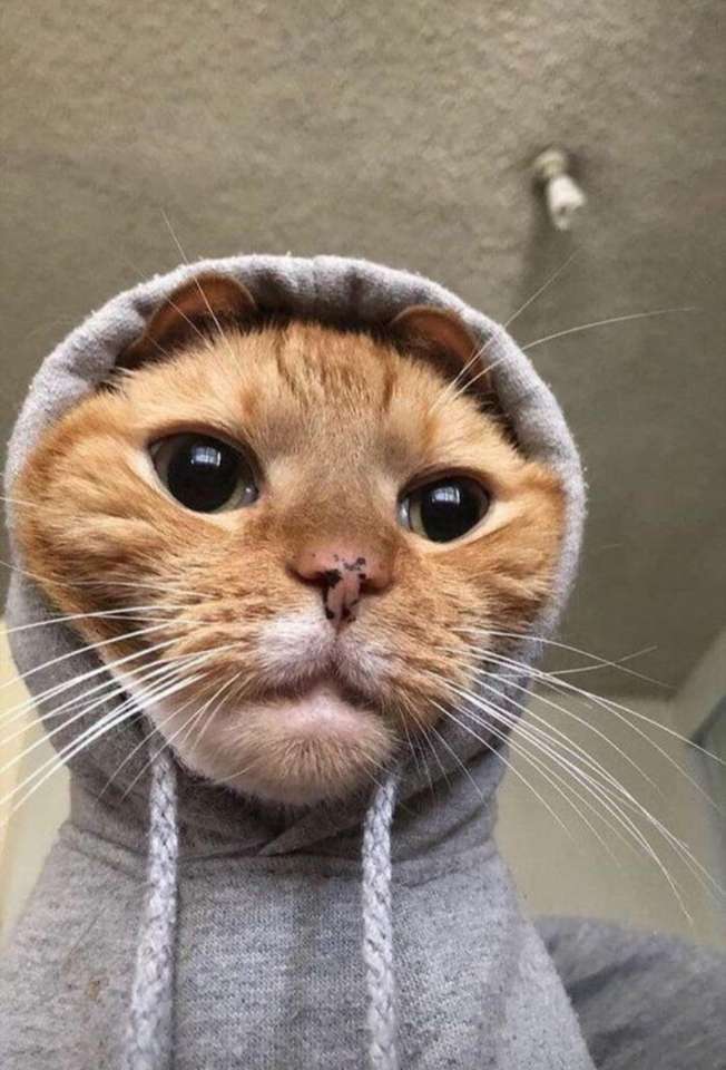 Котка с пуловер онлайн пъзел