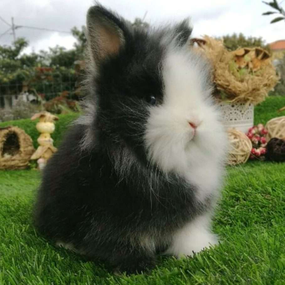 bedårande kanin pussel på nätet