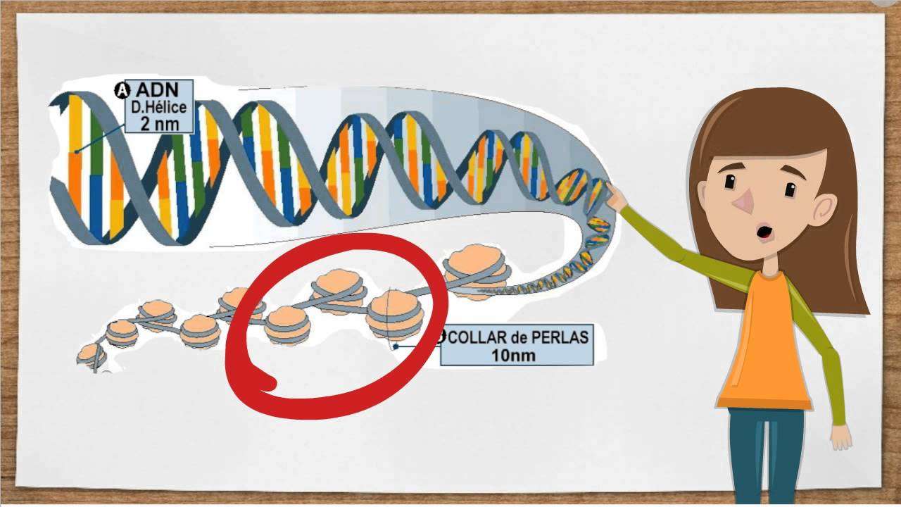 DNA-struktur och vad det är Pussel online