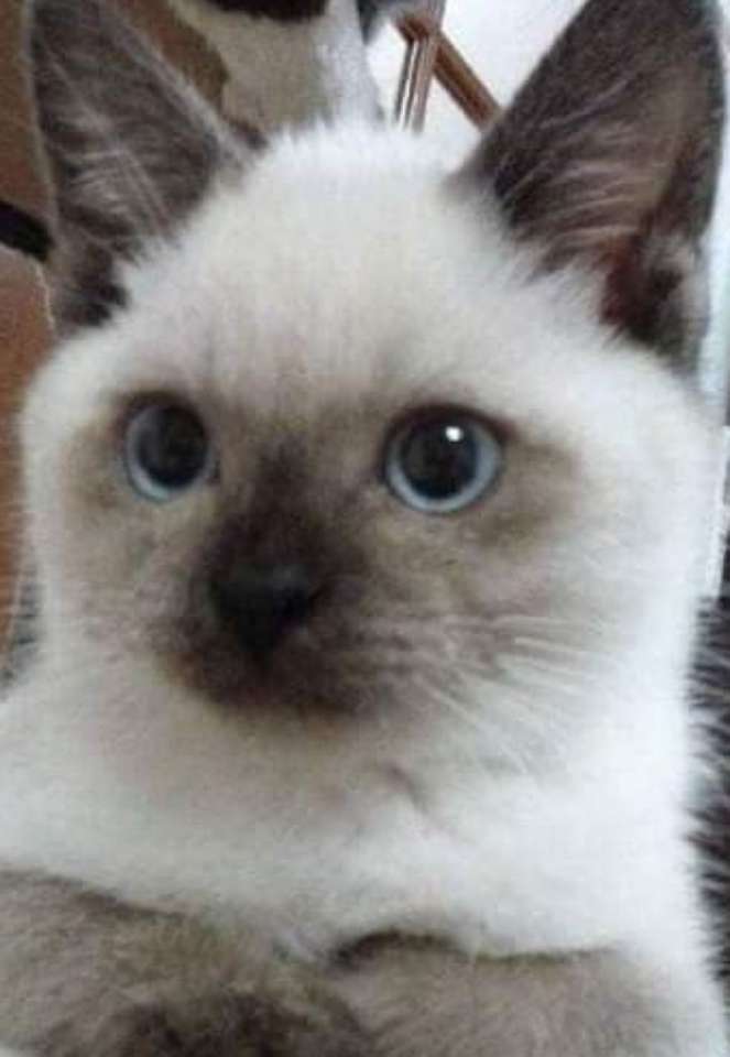 Fehér macska ? kirakós online