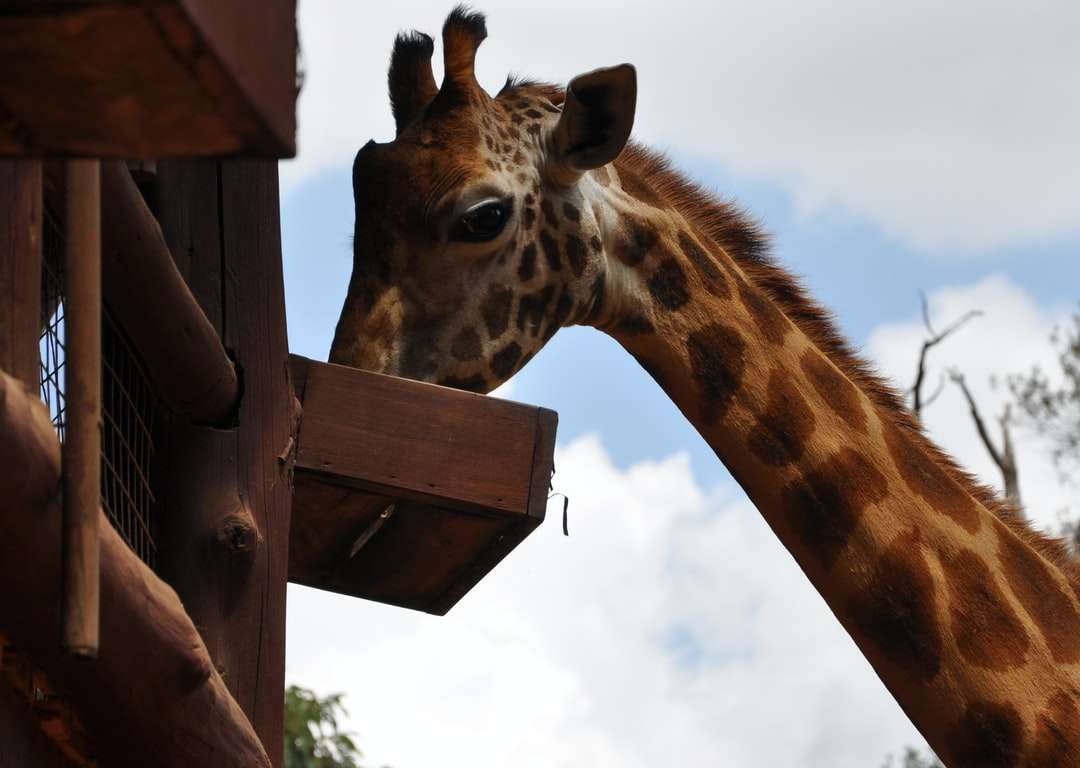 girafe brune pendant la journée puzzle en ligne