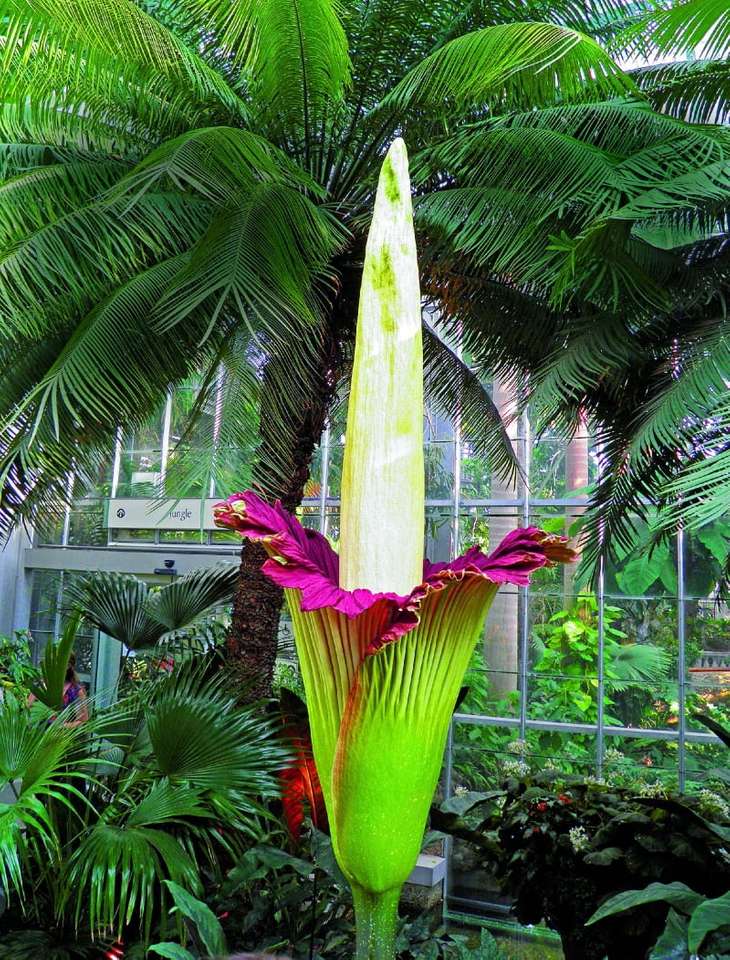 уродец - самый большой цветок в мире пазл онлайн