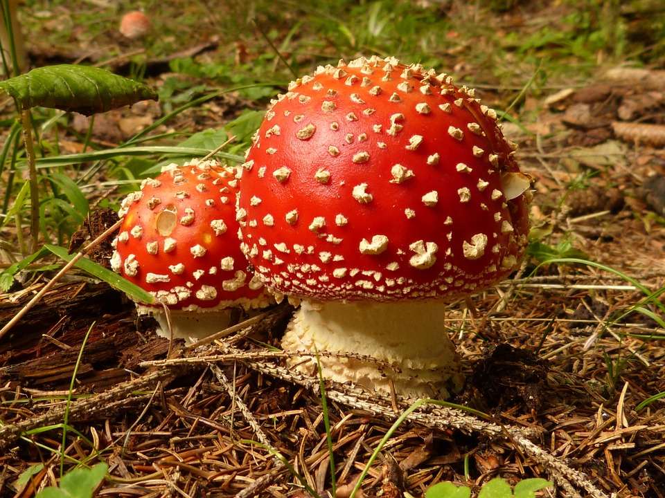 cogumelos venenosos puzzle online
