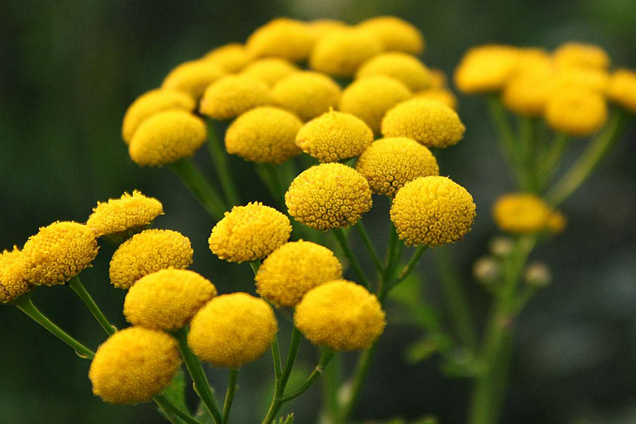 tansy puzzle online