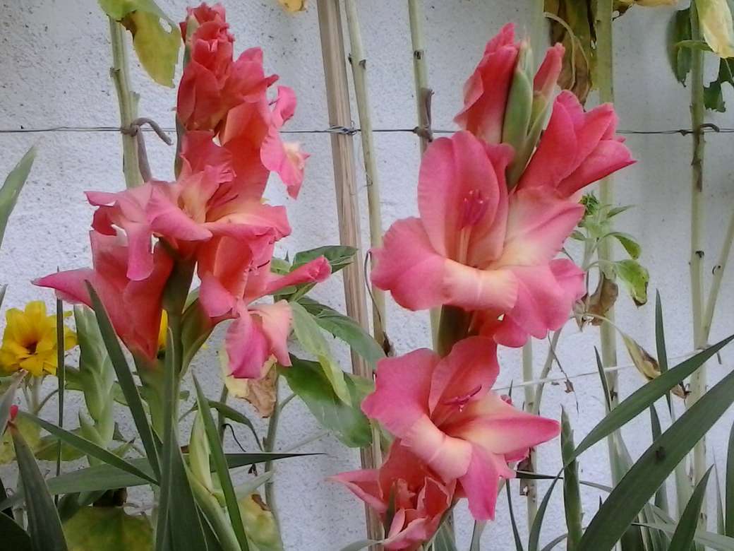 rosa gladioli pussel på nätet