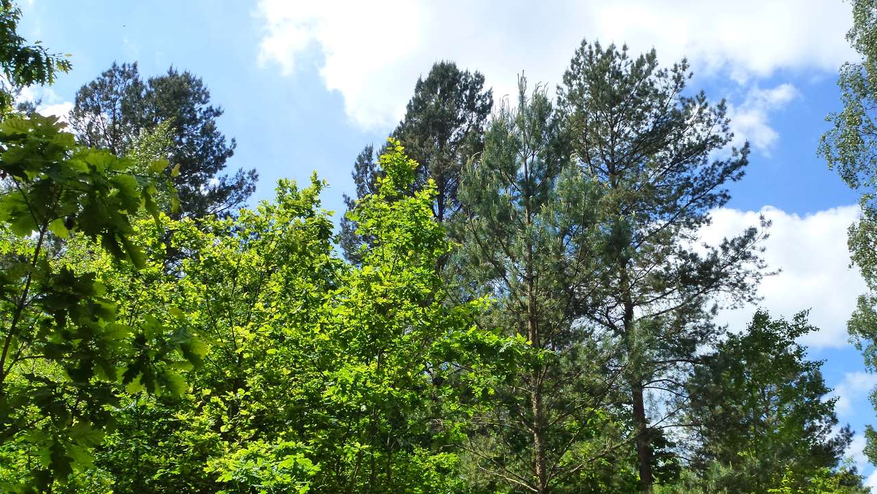 Zümmögő fák kirakós online