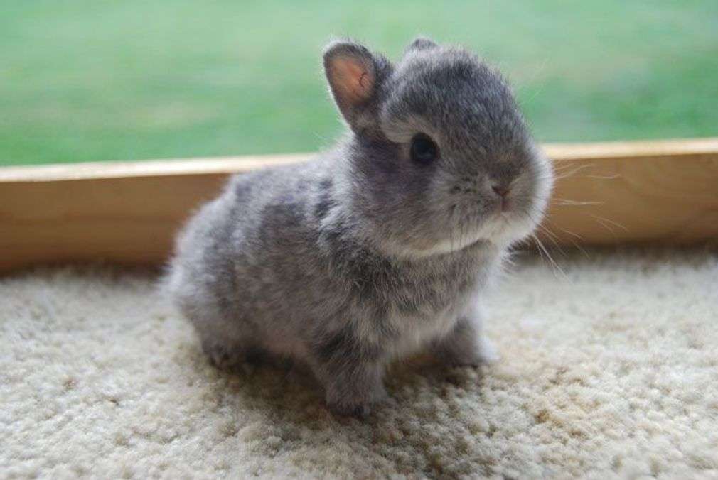 a baby rabbit online puzzle
