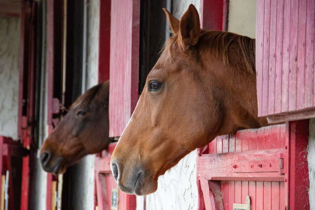 cavalo marrom na frente de casa de madeira branca e vermelha quebra-cabeças online