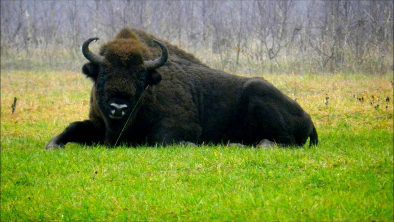 Bison το πολωνικό ζώο παζλ online