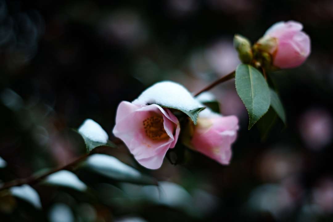 fotografia de foco seletivo de flor rosa quebra-cabeças online