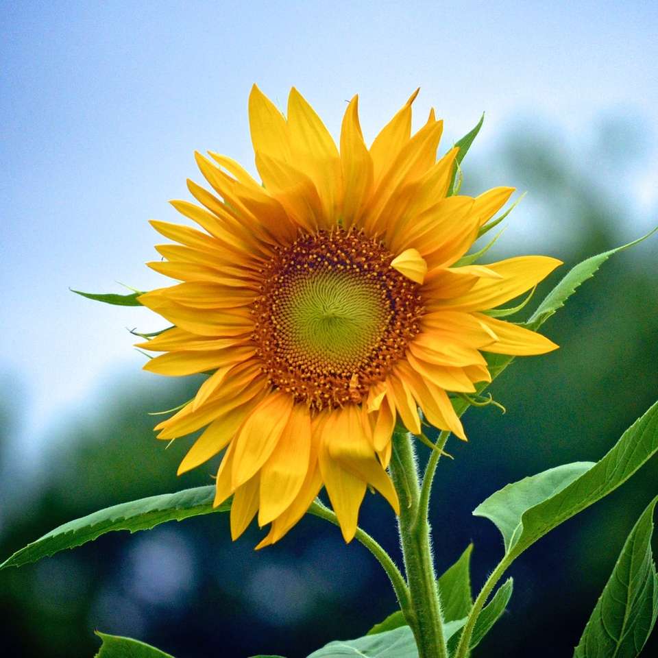 macro shot de floarea soarelui galbenă puzzle online