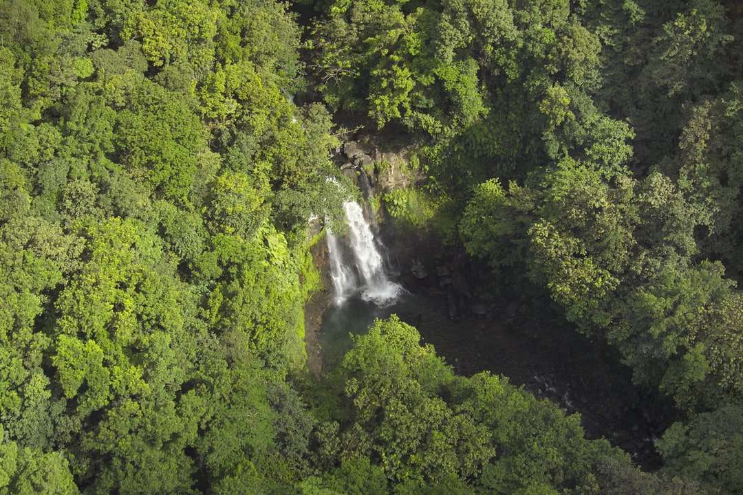 Flygfoto över träd nära vattenfall Pussel online