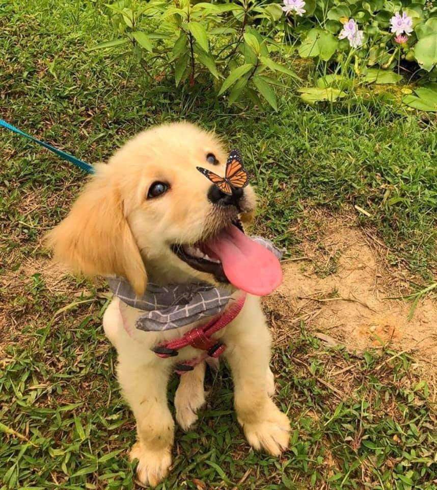 schattige en goddelijke mooie puppy online puzzel