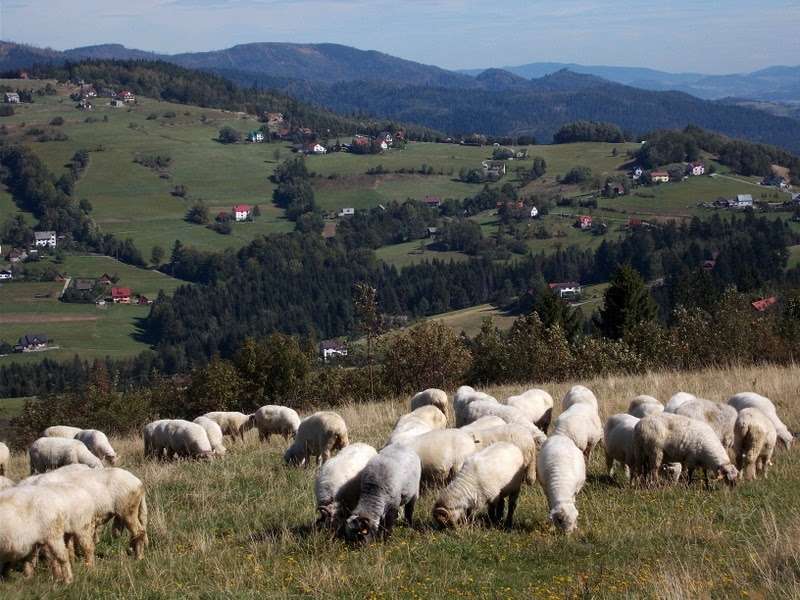 πρόβατα στην αίθουσα παζλ online
