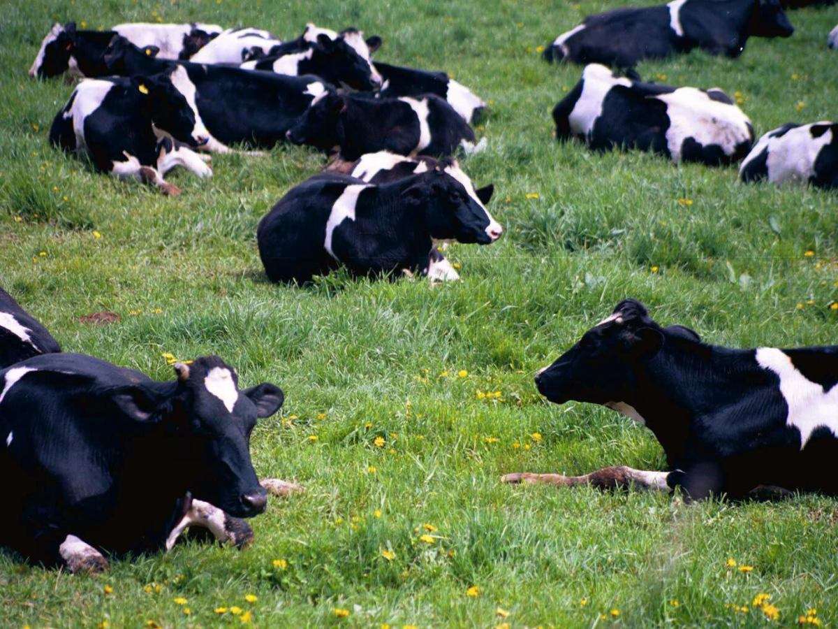 αγελάδες στο λιβάδι online παζλ