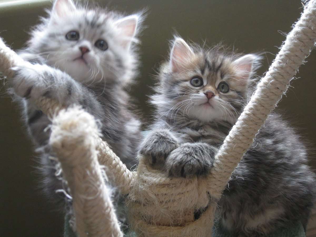 Gestreepte kittens online puzzel